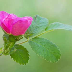 Ainsworths Wild Rose Bach Flower Remedy 10ml