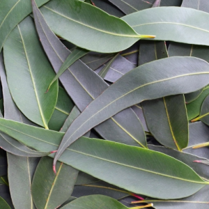 Florihana Eucalyptus Globulus Organic 15ml